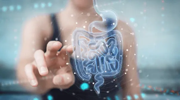 Obraz przedstawia osobę, która dotyka holograficznego przedstawienia układu trawiennego. Detale ukazują żołądek i jelita, podkreślając ich anatomię i funkcje. Tło jest rozmyte, co koncentruje uwagę na interakcji ręki z modelem układu pokarmowego.
